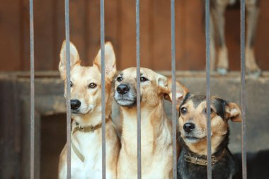 Hayvan barınağı kafeste evsiz köpekleri