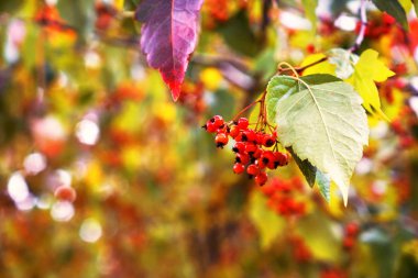 Sonbahar kül çilek şube 
