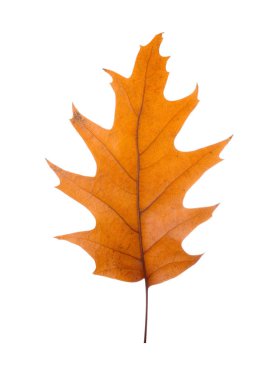 renkli sonbahar yaprak