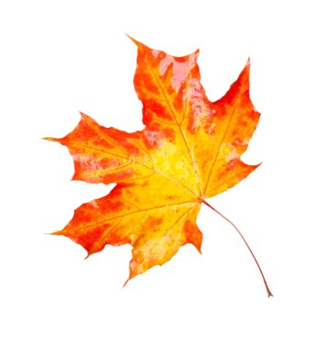 renkli sonbahar yaprak