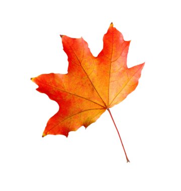 renkli sonbahar yaprak