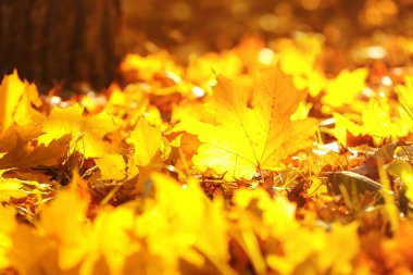 sonbahar yaprakları arka plan