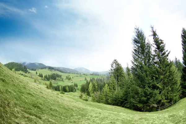 Bosque verdes colinas — Foto de Stock