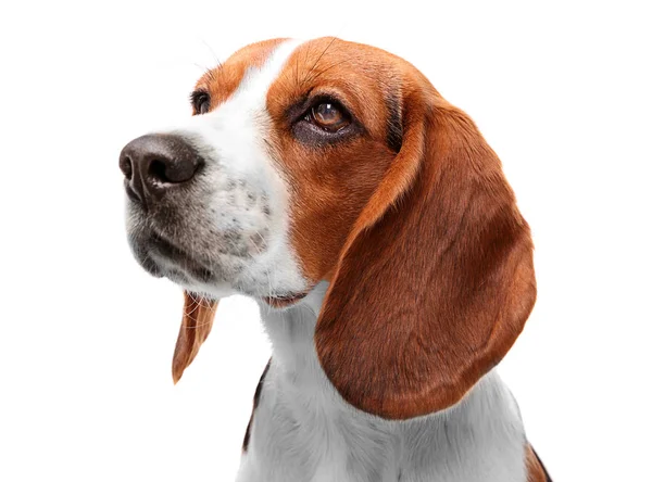 Na białym tle pies rasy Beagle — Zdjęcie stockowe