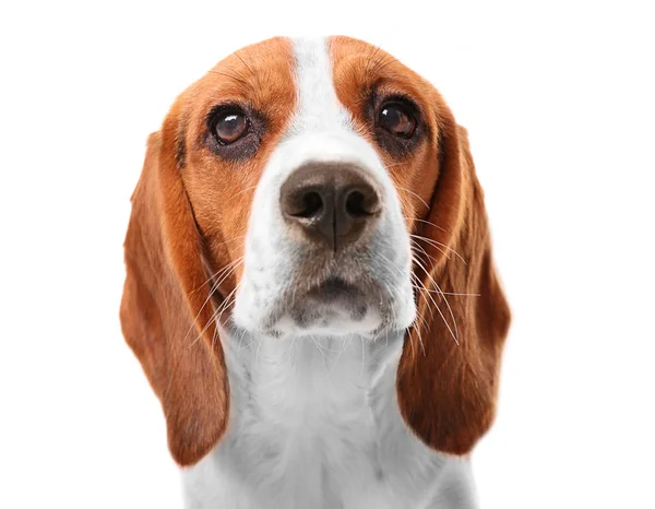 Cane beagle isolato — Foto Stock