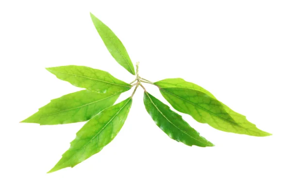 Green tea leaves — Stock Photo, Image