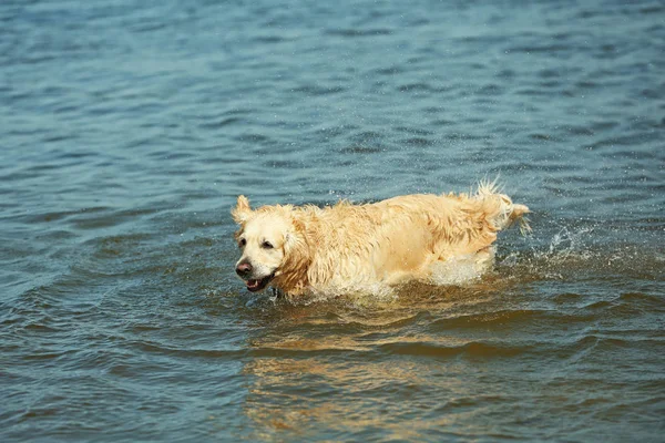 Lindo perro en el agua — Foto de Stock