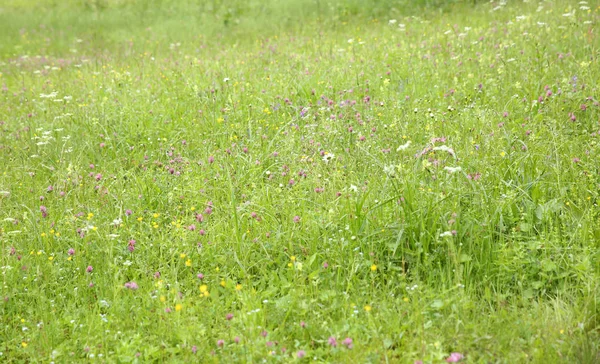 Piękne wildflower łąka — Zdjęcie stockowe