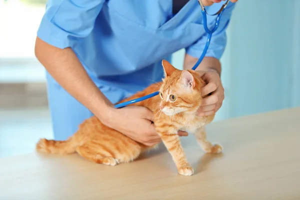 Médecin Vétérinaire Vérifiant Chat Dans Une Clinique Vétérinaire — Photo