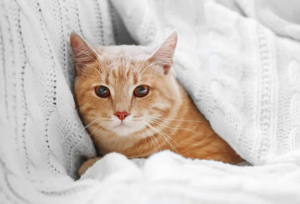 Niedliche Katze im Bus — Stockfoto