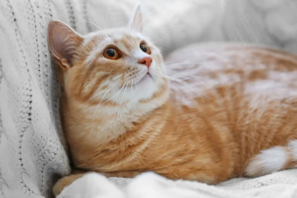 Niedliche Katze im Bus — Stockfoto