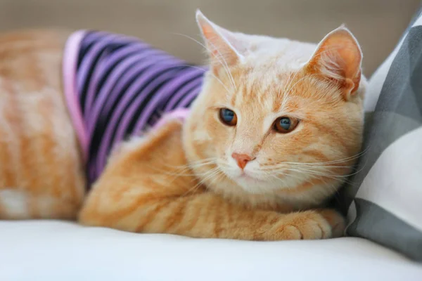 Funny cat in clothes — Stock Photo, Image