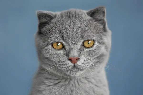 Retrato do gatinho britânico no fundo da parede cinza — Fotografia de Stock