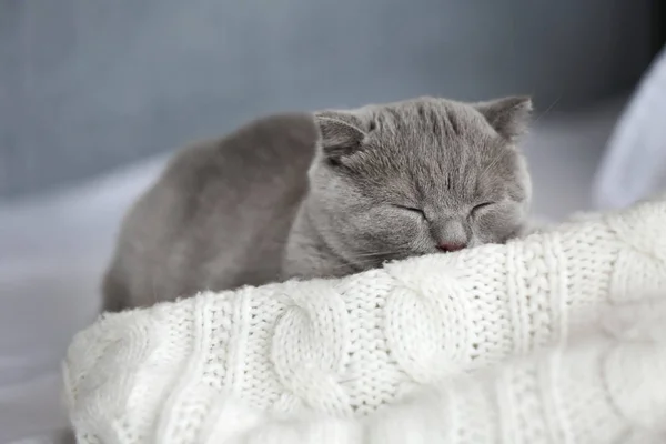 Gatito británico en la cama en interiores — Foto de Stock