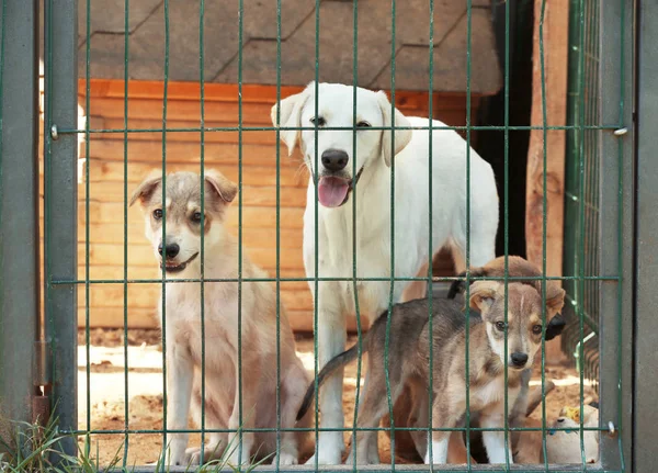 Perros sin hogar en jaula refugio de animales —  Fotos de Stock
