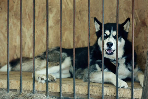 Laïka sans abri dans une cage d'abri pour animaux — Photo