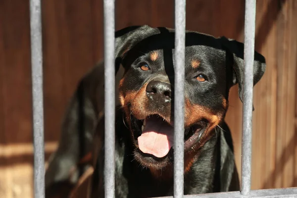 Rottweiler im Tierheim-Käfig — Stockfoto