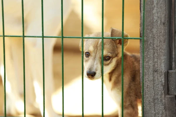 Portret van dakloze pup — Stockfoto