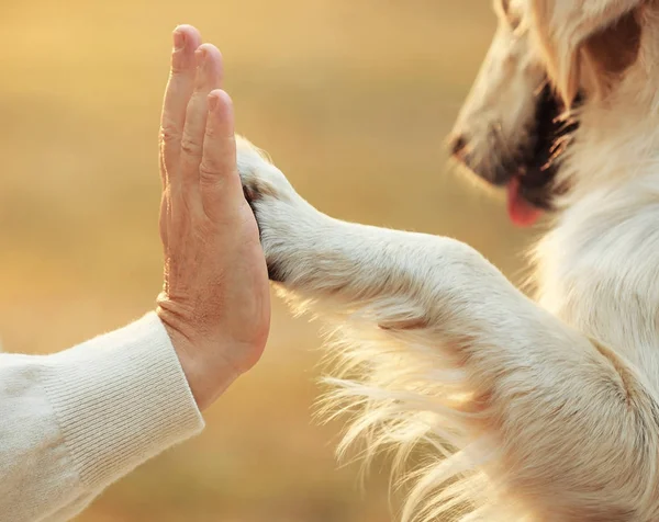 Male hand and dog paw — Stock Photo, Image