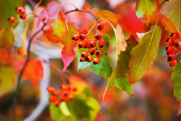 Rama de fresas de otoño —  Fotos de Stock