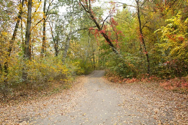 秋の公園を通って経路 — ストック写真