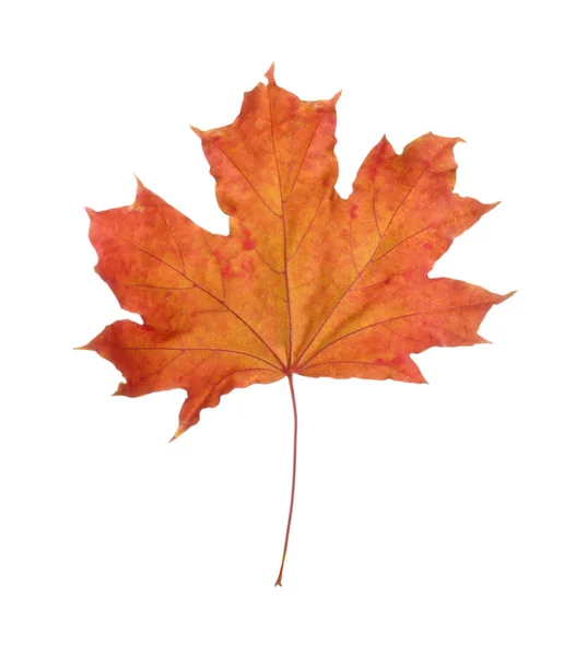 Colorful Autumn leaf — Stock Photo, Image