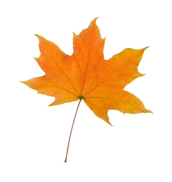 Colorful Autumn leaf — Stock Photo, Image