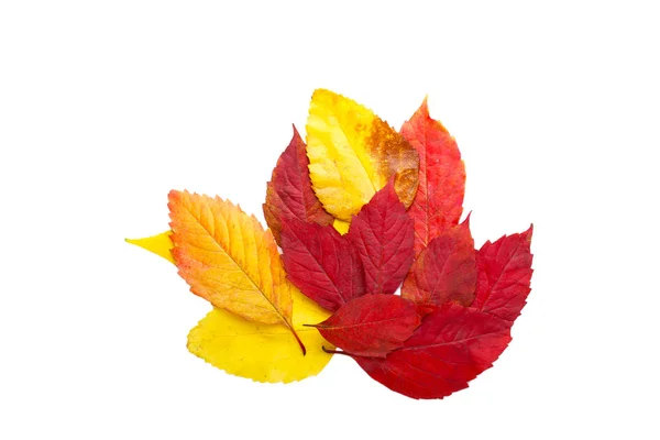Folhas de outono no fundo branco — Fotografia de Stock