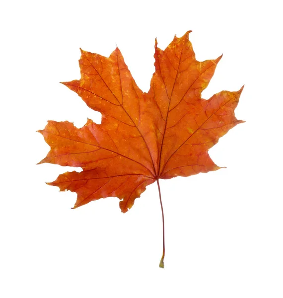 Kolorowych liści jesienią — Zdjęcie stockowe
