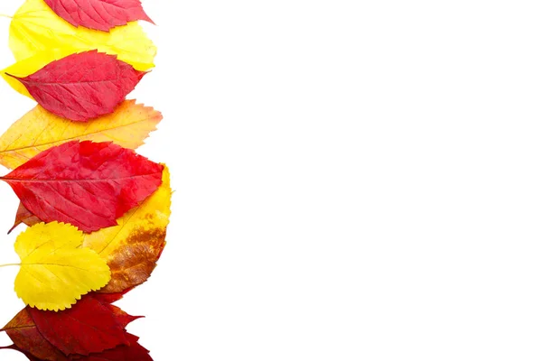 Autumn leaves on white background — Stock Photo, Image