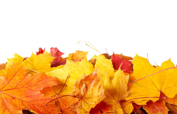 Dedaunan musim gugur pada latar belakang putih — Stok Foto