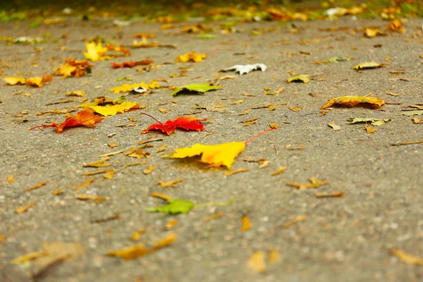 公園内の地面に紅葉 — ストック写真