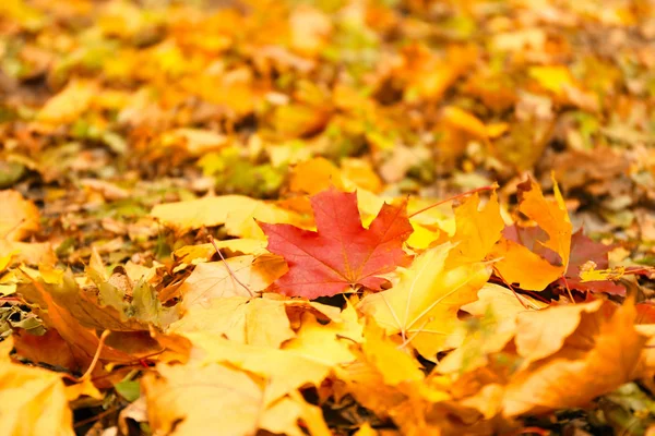 Autunno foglie sfondo — Foto Stock