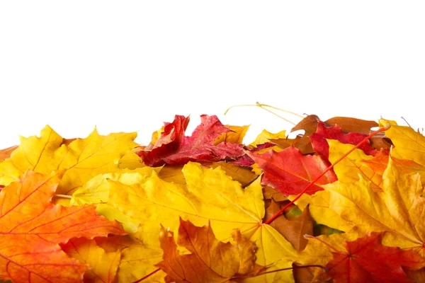 Autumn leaves on white background — Stock Photo, Image