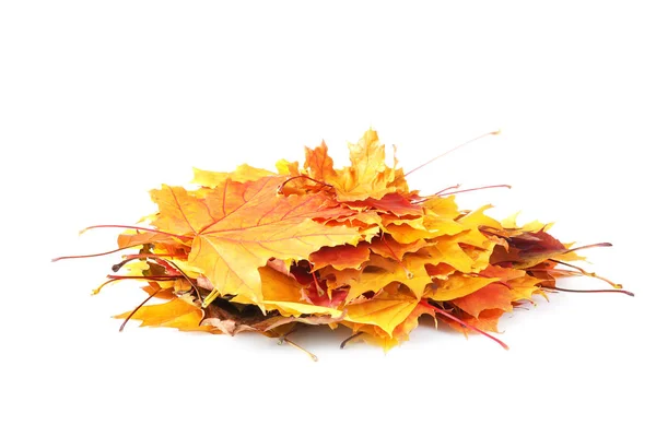 Autumn leaves on white background — Stock Photo, Image