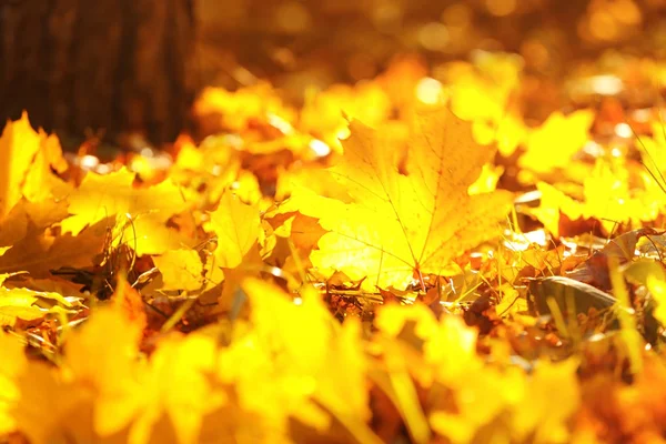 Autunno foglie sfondo — Foto Stock