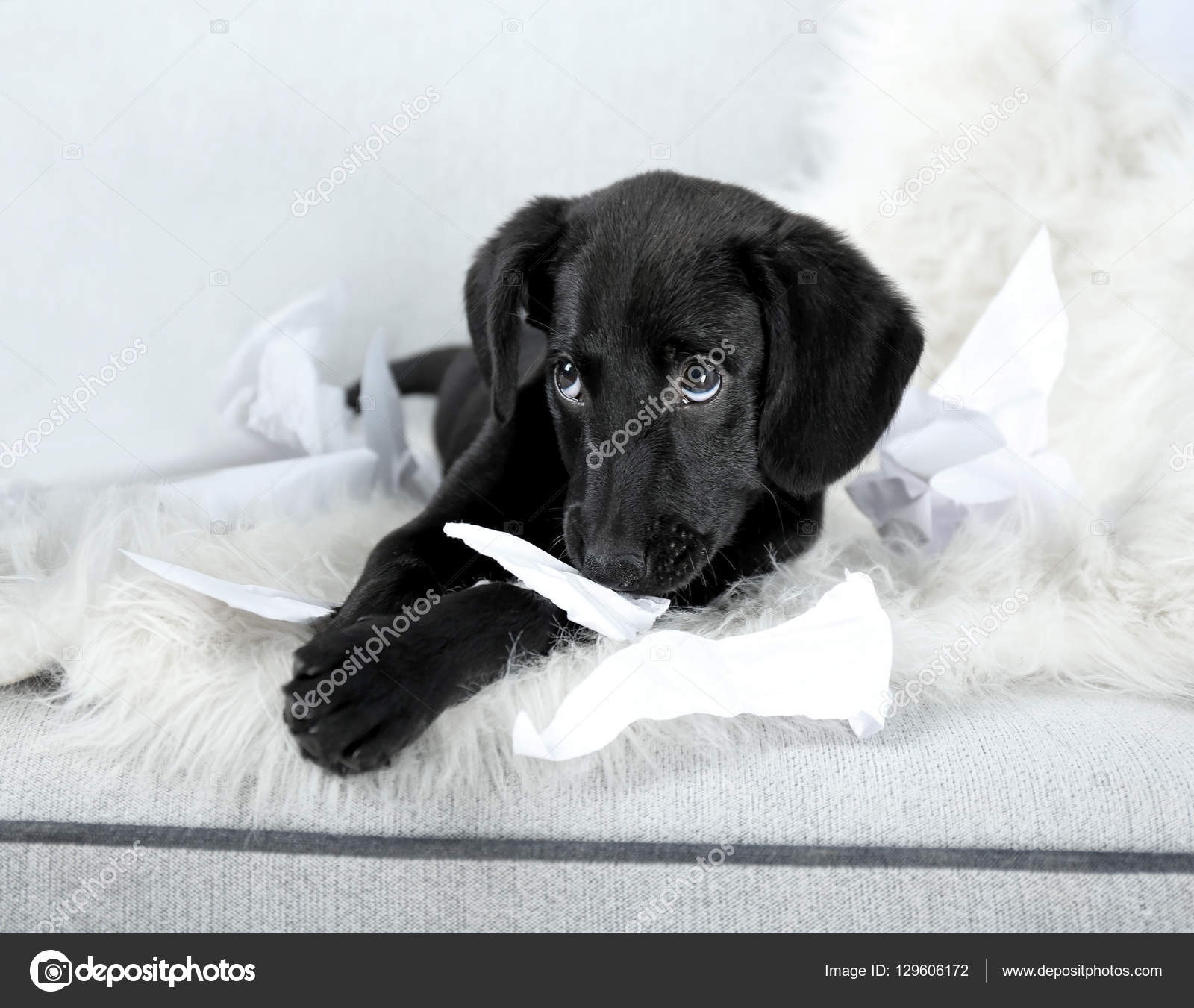 Funny Labrador puppies Stock Photo by ©belchonock 129606172 Funny Labrador puppies Stock Photo by ©belchonock 129606172