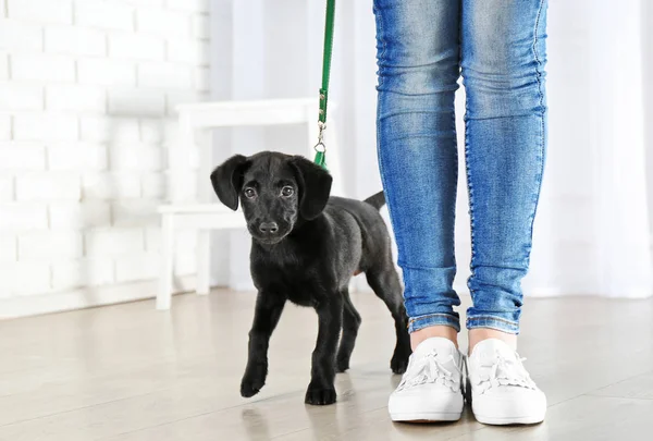 Labrador puppy with owner — Stock Photo, Image