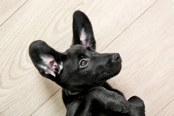 Labrador yavrusu ahşap zemin üzerinde — Stok fotoğraf