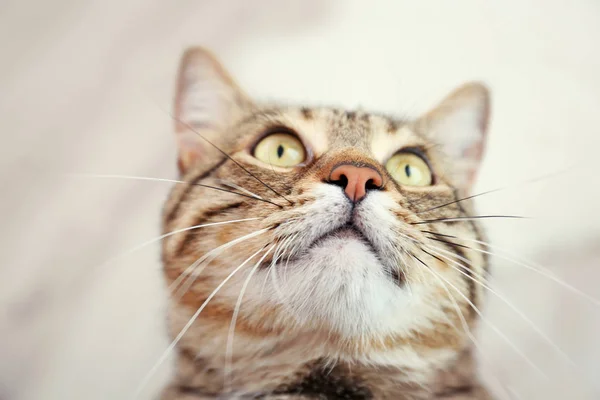 Gri tekir kedi — Stok fotoğraf