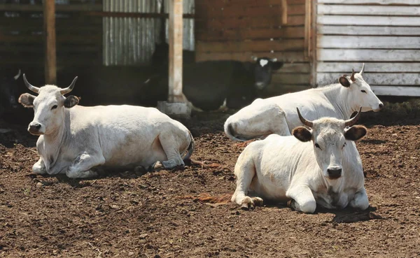 Vaches blanches à la ferme — Photo