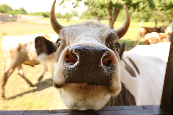 Roztomilé krávy na farmě za oplocení — Stock fotografie