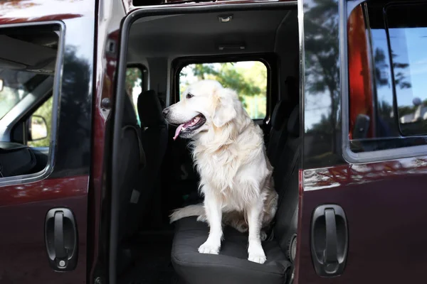 Labrador perro en coche —  Fotos de Stock