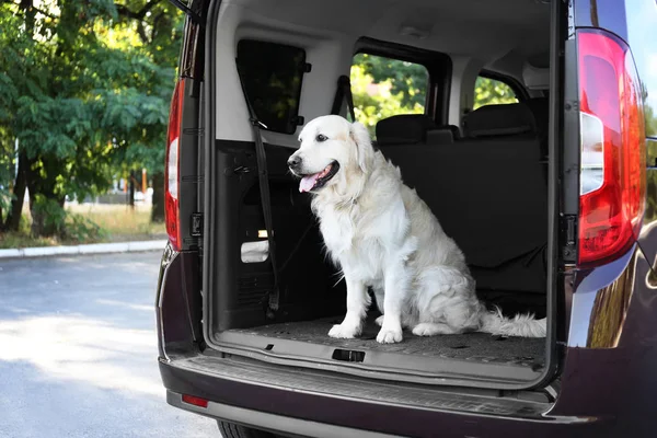 Labrador perro en coche —  Fotos de Stock