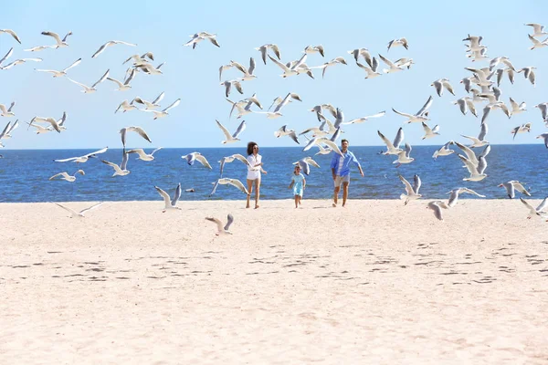 父母带着女儿在海边散步 成群的鸟儿在沙滩上翱翔 — 图库照片