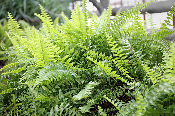 Close up view of ferns
