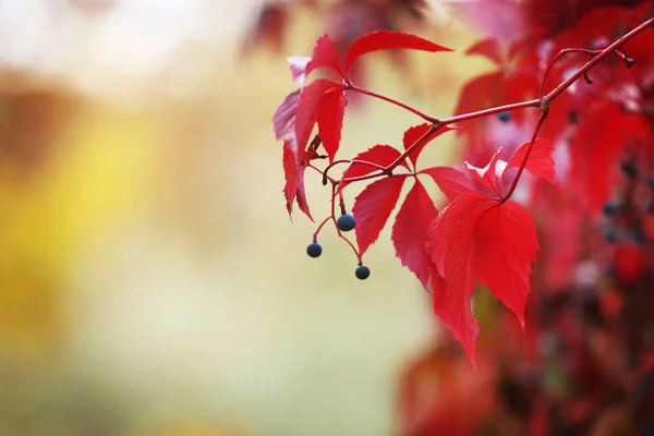 Röda blad av vilda druvmust — Stockfoto