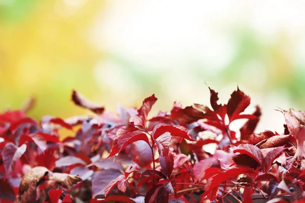 Röda blad av vilda druvmust — Stockfoto
