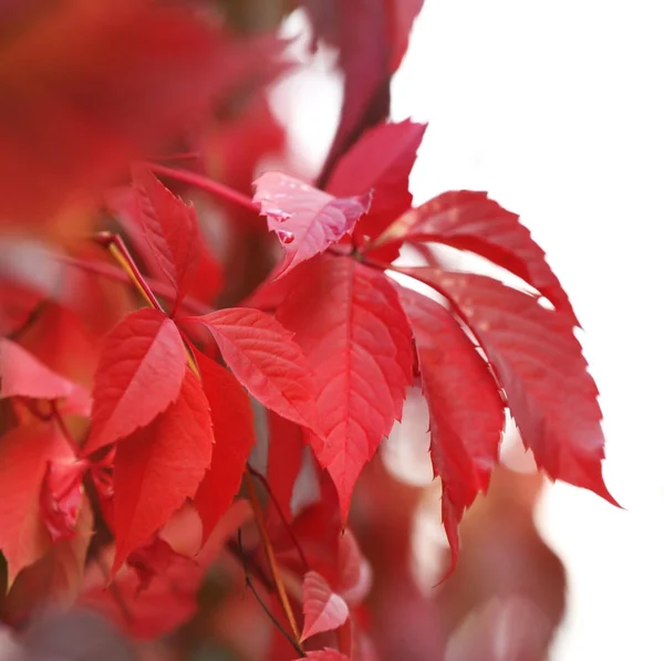 Red leaves of wild grape — Stock Photo, Image