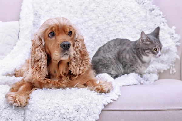 Bonito cão e gato — Fotografia de Stock